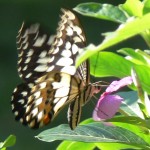 Papillon Belitung Indonésie
