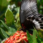 Papillon Belitung Indonésie