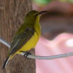 Oiseau Belitung Indonésie
