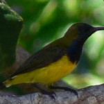 Oiseau Belitung Indonésie