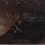 Chauve-souris Bukit Peramun Aik Selumar Belitung Indonesia GoBelitung