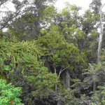 Bukit Peramun Aik Selumar Belitung Indonesia GoBelitung