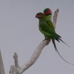 Oiseau Belitung Indonésie