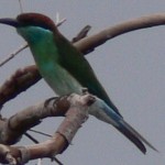 Oiseau Belitung Indonésie