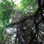 Bukit Peramun Aik Selumar Belitung Indonesia GoBelitung