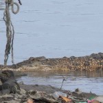 Crocodile Belitung Go Belitung