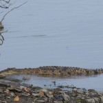 Crocodile Belitung Go Belitung
