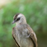 Oiseau Belitung Indonésie