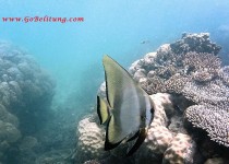 grd poisson Belitung Go Belitung