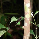 Fourmis Belitung Indonésie