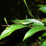 Sauterelle Belitung Indonésie