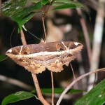 papillon Belitung Indonesie