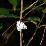 papillon Belitung Indonesie