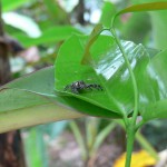 araignée Belitung Indonesie