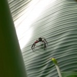 araignée Belitung Indonesie
