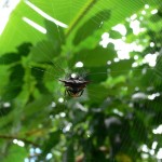 araignée Belitung Indonesie