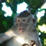 macaque Belitung Indonesie