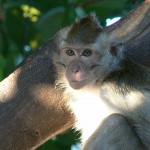 macaque Belitung Indonesie