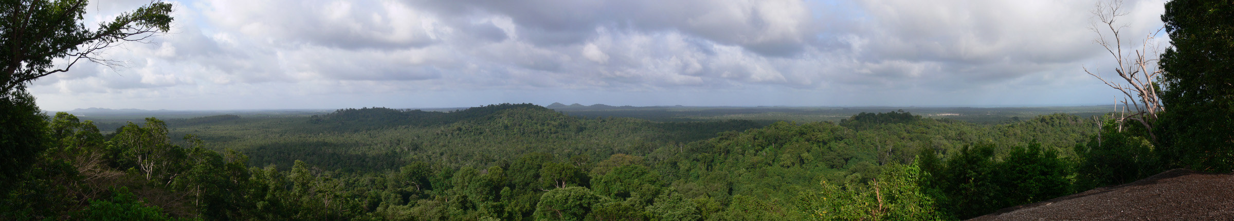 Découverte de la forêt de Bukit Peramun gobelitung indonesia