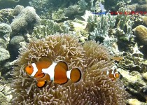 poisson clown Belitung Go Belitung