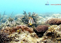 poisson orange Belitung Go Belitung