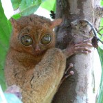 tarsius Belitung Indonésie