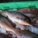 marché aux poissons Tanjung Pandan Belitung Indonésie