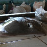 marché aux poissons Tanjung Pandan Belitung Indonésie