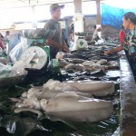 marché aux poissons Tanjung Pandan Belitung Indonésie