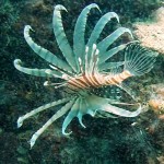 diving Belitung Indonésie gobelitung indonesia