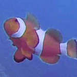 diving Belitung Indonésie gobelitung indonesia