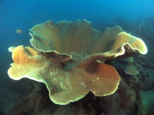 Diving Belitung Indonésie Go Belitung