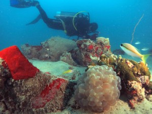 Diving céramique Ming Belitung Indonésie