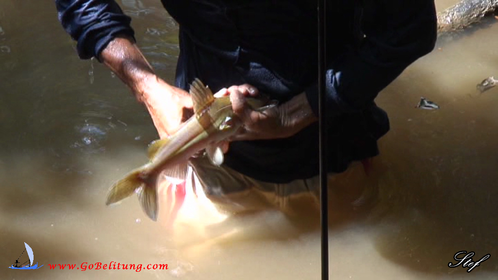 Nyrok-Nanggok Kembiri Belitung Go Belitung