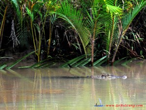 buaya-1