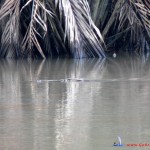Crocodile Belitung Go Belitung