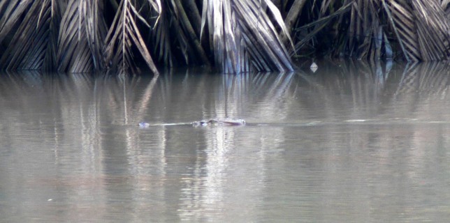Crocodile Belitung Go Belitung