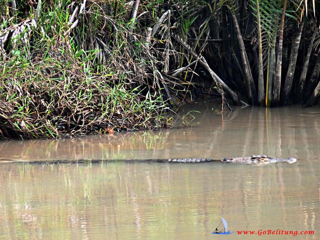 buaya