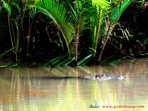 buaya