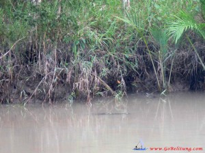 crocodile
