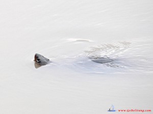 tortue-Tongtong
