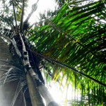gula merah Belitung Indonésie Go Belitung