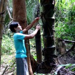 gula merah Belitung Indonésie Go Belitung