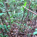 Berasu