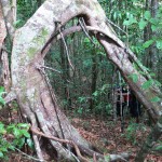 Foret Belitung Indonésie Go Belitung