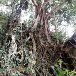 arbre foret Belitung Indonésie Go Belitung