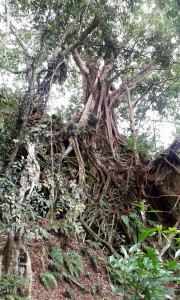 arbre