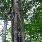 foret Belitung Indonésie Go Belitung