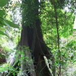 foret Belitung Indonésie Go Belitung