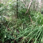 foret marecageuse Belitung Indonésie